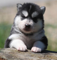 Siberian Husky Nordic Fire