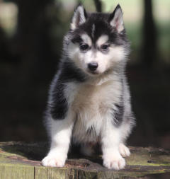 Siberian Husky Nordic Fire