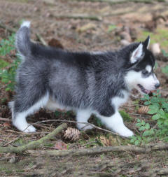 Siberian Husky Nordic Fire