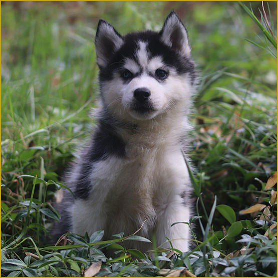 Siberian Husky Nordic Fire