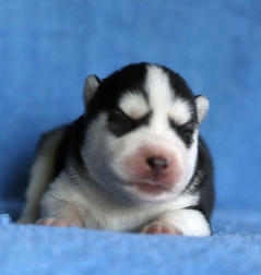 Siberian Husky Nordic Fire