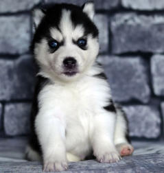 Siberian Husky Nordic Fire