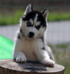 Siberian Husky Nordic Fire