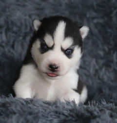 Siberian Husky Nordic Fire