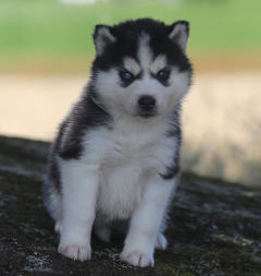 Siberian Husky Nordic Fire