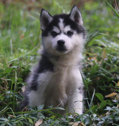 Siberian Husky Nordic Fire