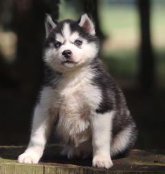 Siberian Husky Nordic Fire