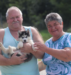 Siberian Husky Nordic Fire