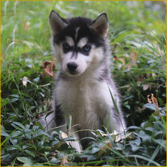 Siberian Husky Nordic Fire