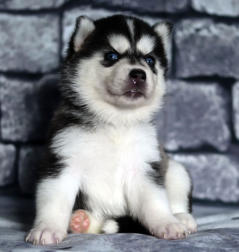 Siberian Husky Nordic Fire