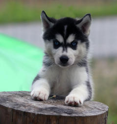 Siberian Husky Nordic Fire