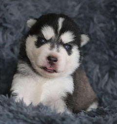 Siberian Husky Nordic Fire