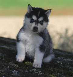 Siberian Husky Nordic Fire