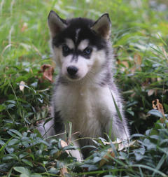 Siberian Husky Nordic Fire