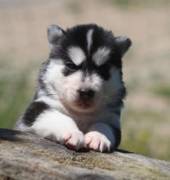 Siberian Husky Nordic Fire