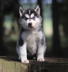 Siberian Husky Nordic Fire