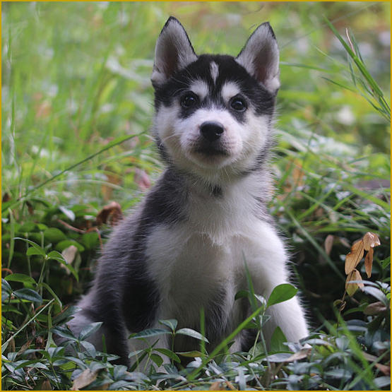 Siberian Husky Nordic Fire