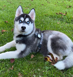 Siberian Husky Nordic Fire