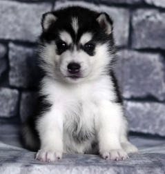 Siberian Husky Nordic Fire