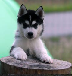 Siberian Husky Nordic Fire