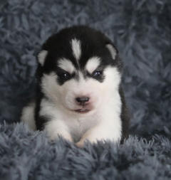 Siberian Husky Nordic Fire