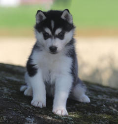 Siberian Husky Nordic Fire