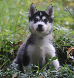 Siberian Husky Nordic Fire