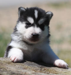 Siberian Husky Nordic Fire