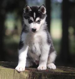 Siberian Husky Nordic Fire