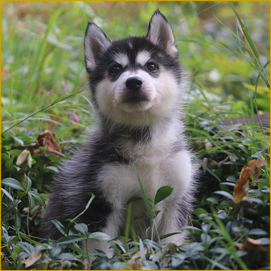 Siberian Husky Nordic Fire