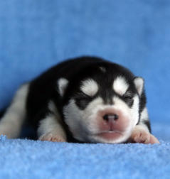 Siberian Husky Nordic Fire