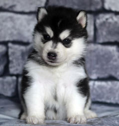 Siberian Husky Nordic Fire