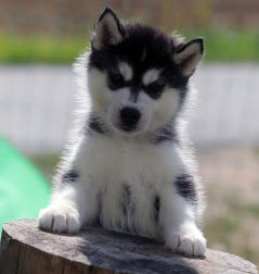 Siberian Husky Nordic Fire