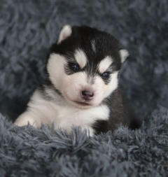 Siberian Husky Nordic Fire