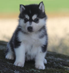 Siberian Husky Nordic Fire