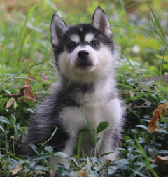 Siberian Husky Nordic Fire