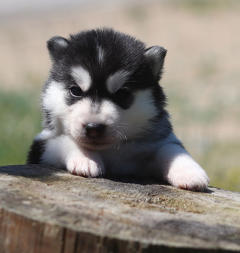 Siberian Husky Nordic Fire