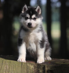 Siberian Husky Nordic Fire