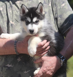 Siberian Husky Nordic Fire