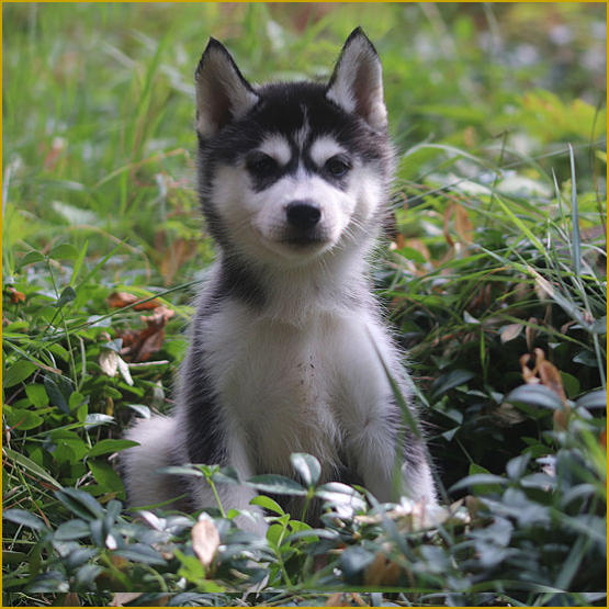 Siberian Husky Nordic Fire