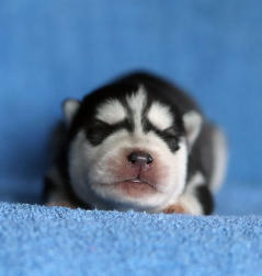 Siberian Husky Nordic Fire