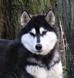 Siberian Husky Nordic Fire