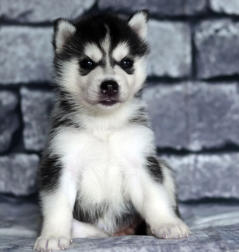 Siberian Husky Nordic Fire