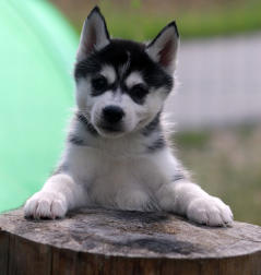 Siberian Husky Nordic Fire