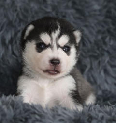 Siberian Husky Nordic Fire