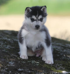 Siberian Husky Nordic Fire