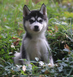 Siberian Husky Nordic Fire