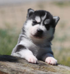 Siberian Husky Nordic Fire