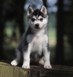 Siberian Husky Nordic Fire