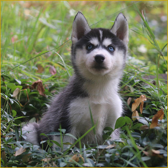 Siberian Husky Nordic Fire